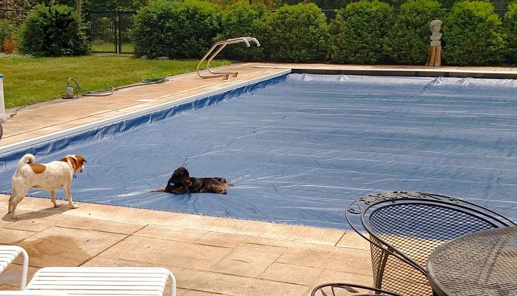 dog_party.jpg