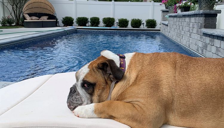 4 Ways to Keep Your Puppy safe at Your Next Pool Party